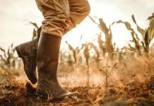 Cultivating cannabis with Quantum Biomed Farms PLC Cultivating cannabis with Quantum Biomed Farms PLC