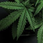 Medical cannabis and the patient experience in the UK