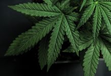 Medical cannabis and the patient experience in the UK