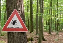 UK Tick-borne Lyme disease cases may be higher than thought