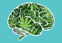 Research unclear on link between cannabis and psychosis