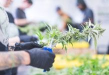 Cannavais receive foreign investor license for cultivation in Saint Vincent