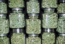 Breeding inconsistency: why cannabis profiles matter