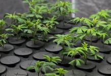 Is global medical cannabis a regulatory compliance business? Is global medical cannabis a regulatory compliance business?