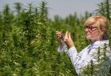 DEA announces growth of medical cannabis research in United States