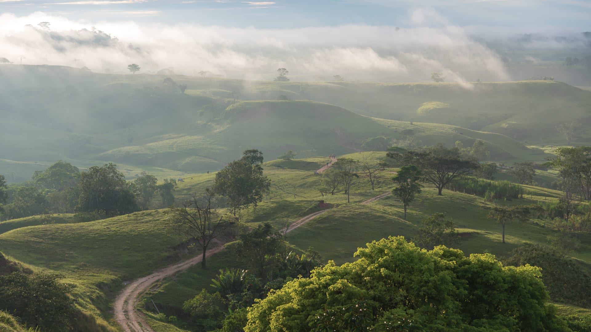 What do you know about the Colombian Association of the Cannabis Industry?