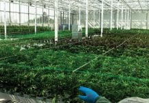 A turning tide: allowing access to medical cannabis A turning tide: allowing access to medical cannabis