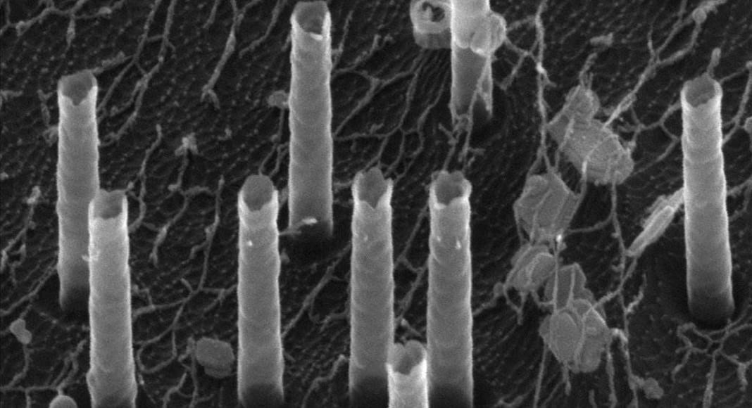 Scientist designs ‘express courier service’ for immune cells