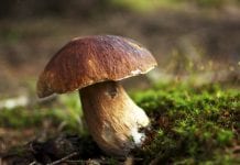 Eating mushrooms could lower risk of prostate cancer