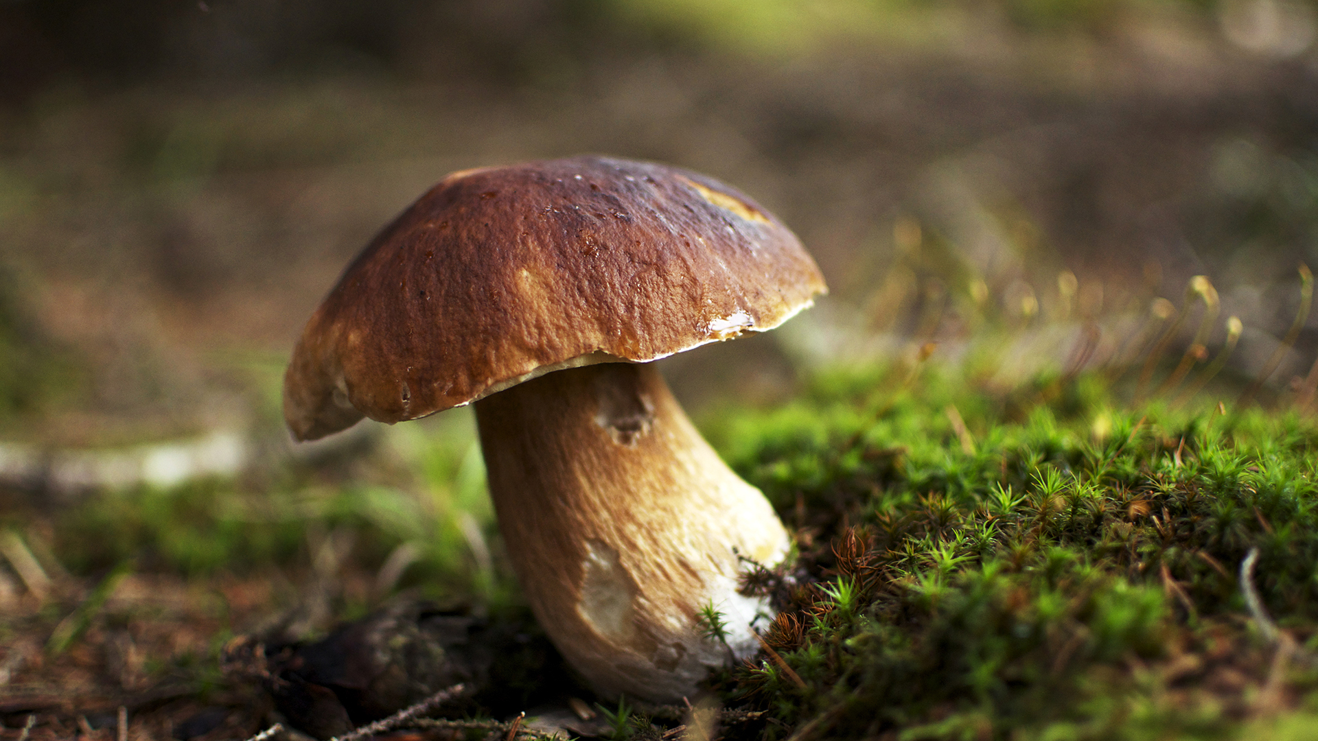 Eating mushrooms could lower risk of prostate cancer