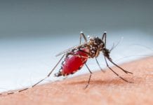 Novel compound can interrupt malaria parasite’s lifecycle Novel compound can interrupt malaria parasite's lifecycle