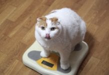 Did you know that being overweight before 40 can increase the risk of cancer? Did you know that being overweight before 40 can increase the risk of cancer?