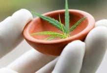 The expansion of the study of cannabis opens new avenues to legalisation The expansion of the study of cannabis opens new avenues to legalisation