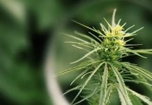 Zelda merger creates leading therapeutic medical cannabis company Zelda merger creates a leading therapeutic medical cannabis company