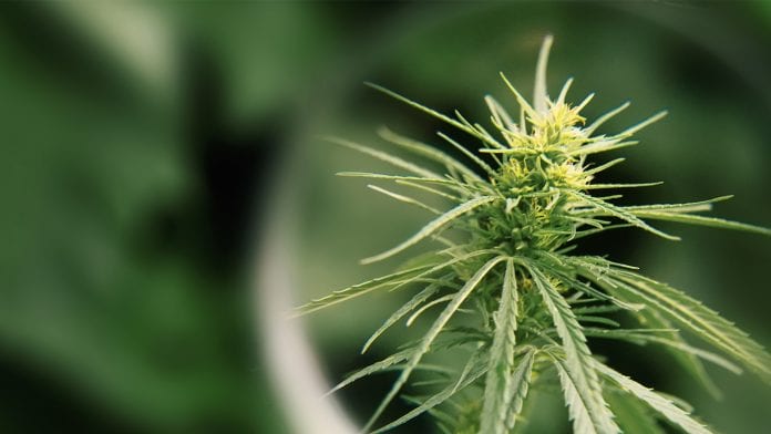 iStock-Aleksandr_Kravtsov Zelda merger creates a leading therapeutic medical cannabis company