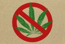 Growing use as old cannabis stereotypes are debunked