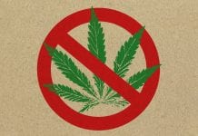 Growing use as old cannabis stereotypes are debunked Growing use as old cannabis stereotypes are debunked