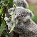 Koala epidemic provides lesson in how DNA protects itself from viruses