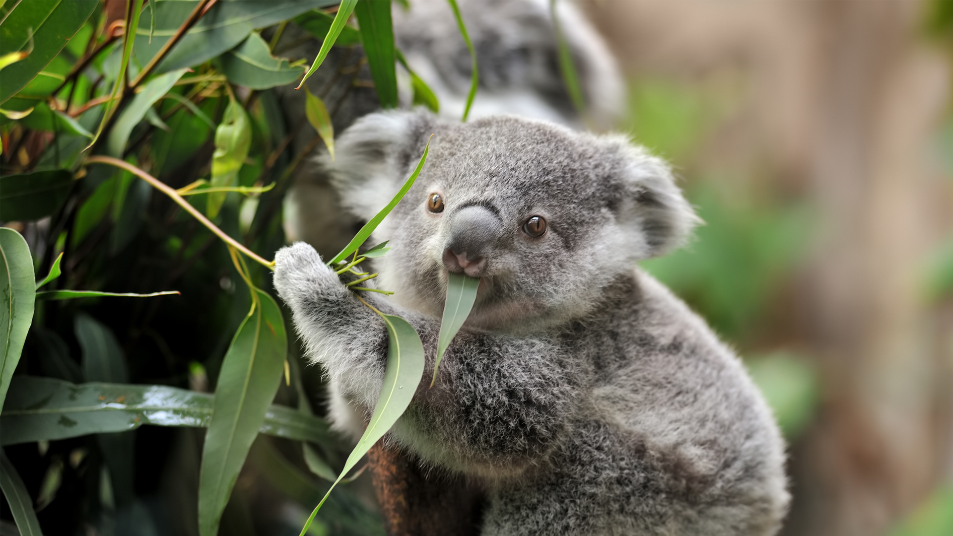 Коалы листья эвкалипта. Коала на эвкалипте. Коала листья эвкалипта. Коала эвкалиптовый мишка. Сумчатый медведь коала Австралия.