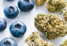 New Leafly cannabis guide to help patients New Leafly cannabis guide to help patients understand their medicine