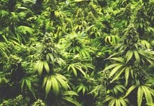 Cannabis camp will provide cultivation and extraction capabilities