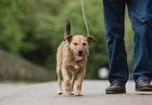 Dog ownership linked to longevity in stroke and heart attack survivors