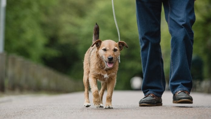 Dog ownership linked to longevity in stroke and heart attack survivors