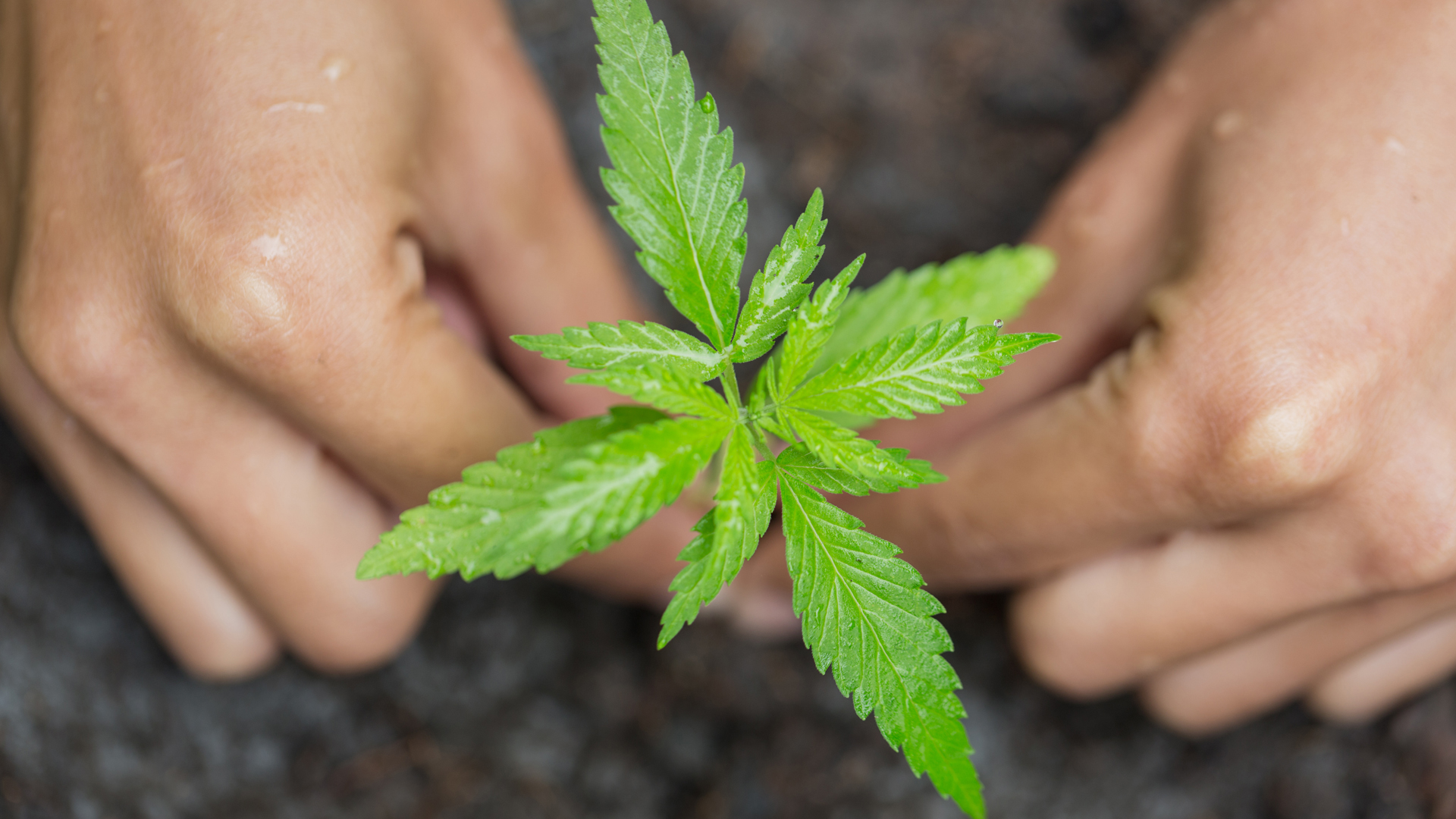 Cannabis jobs: how cannabis companies are flooding the job market 