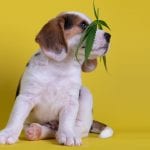 Could CBD oil for pets save stress this Halloween?