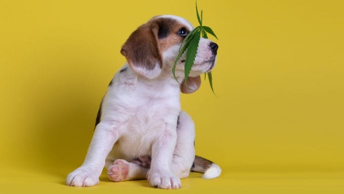 Could CBD oil for pets save stress this Halloween?
