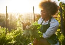 Urban gardens can help curb food insecurity and health problems