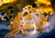 Extracts not ‘novel’: Cannabis Trades Association opposes application Extracts not “novel”: Cannabis Trades Association opposes application