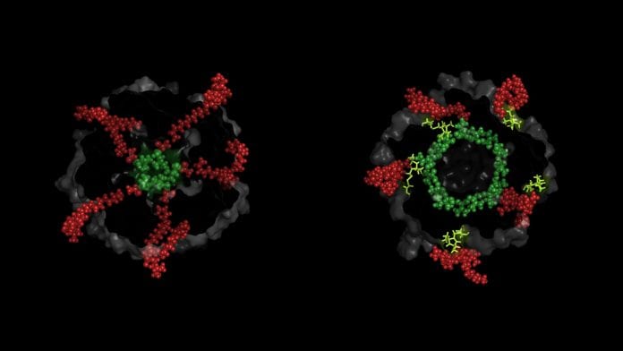 'Tricked' bacteria open new pathways to antimicrobial treatments