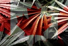 Cannabis 2.0: Canada legalises cannabis edibles, beverages and extracts cannabis edibles