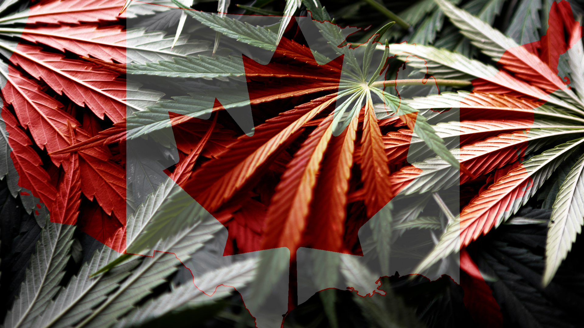 Cannabis 2.0 Canada legalises cannabis edibles, beverages and extracts