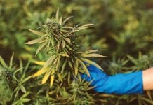 Sustainable future for cannabis: why Europe should prefer SmallCannabis™
