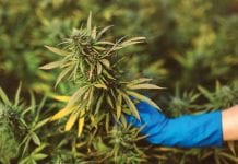 Sustainable future for cannabis: why Europe should prefer SmallCannabis™ Sustainable future for cannabis: why Europe should prefer SmallCannabis™