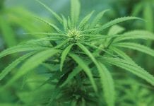 Standardised cannabis: Excellence within Portugal and beyond Standardised cannabis: Excellence within Portugal and beyond