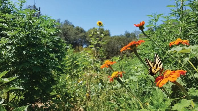 2H11 PHYTROP1 25249 image sc Cannabis: building bridges between ancient and modern medicine