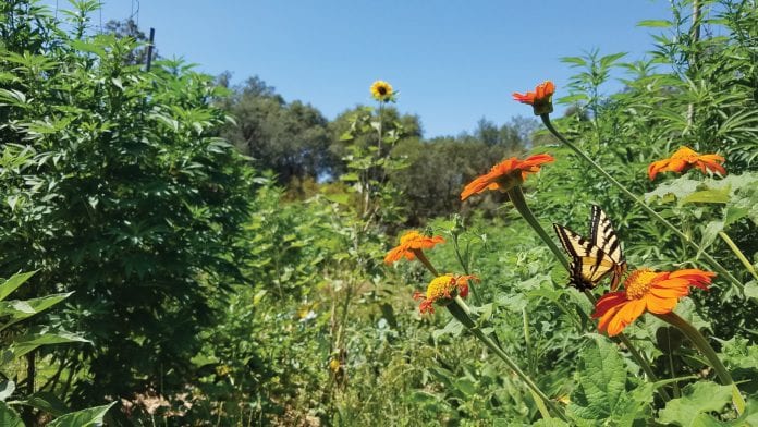 Cannabis: building bridges between ancient and modern medicine