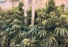 Limiting factor: what’s limiting your cannabis crop production?