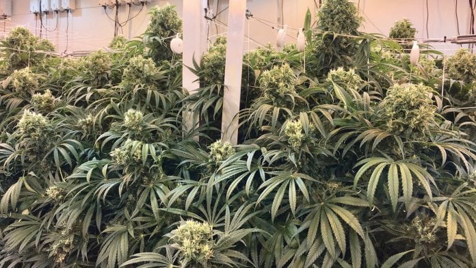 Limiting factor: what’s limiting your cannabis crop production?