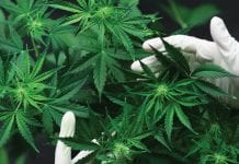 Europe setting standards for cannabis products Europe setting standards for cannabis products