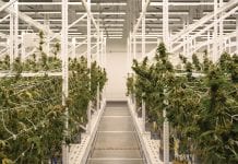 LEDs are spearheading the next wave of innovation in medicinal cannabis cultivation LEDs are spearheading the next wave of innovation in medicinal cannabis cultivation