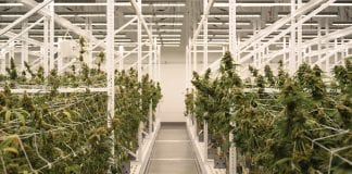 LEDs are spearheading the next wave of innovation in medicinal cannabis cultivation