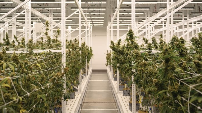 LEDs are spearheading the next wave of innovation in medicinal cannabis cultivation