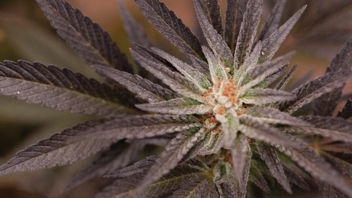 H11 MEDCOLC1 25547 image sc Medcolcanna: The vanguard of medicinal cannabis in the heart of South America