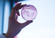 New antibiotic on the horizon to combat drug resistance