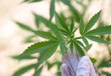 Project Twenty21: Europe’s largest medical cannabis patient trial launches Europe’s largest medical cannabis patient project Twenty21 launches