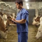 Why veterinarians should be at the heart of the drug resistance fightback